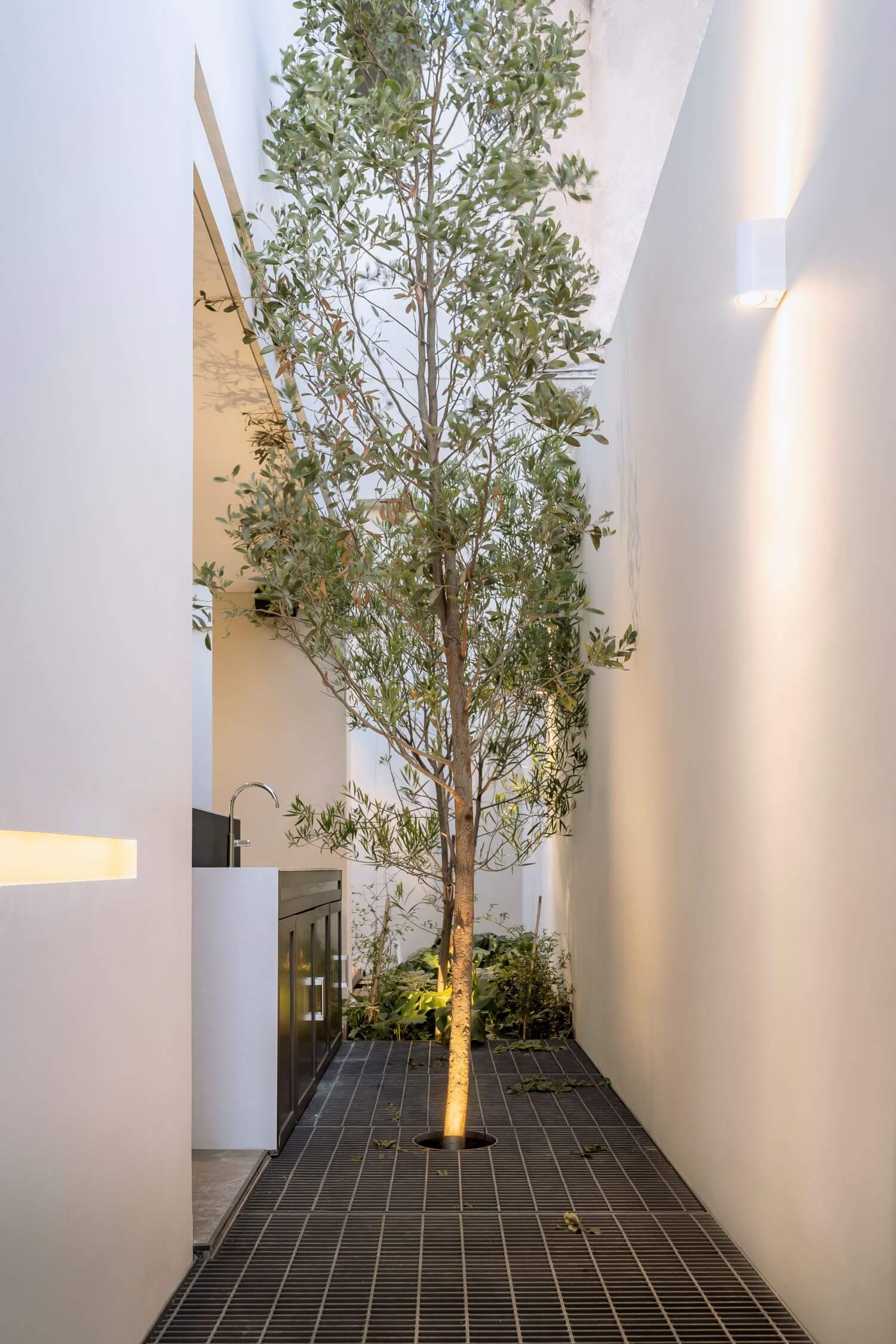 List Tanaman Estetik Yang Harus Ada Ditaman Rumah Kamu.